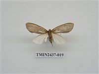 藏品(淡墨苔蛾)的圖片